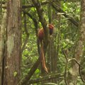 Brazilijoje nutiestas tiltas nykstančioms beždžionėms: padės keliauti per mišką