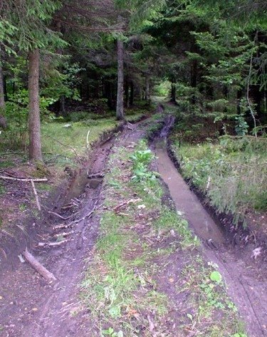 Kelias miške