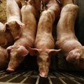 Kiaulių maro protrūkio Rokiškyje priežastis – pašarai