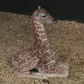 Konektikuto draustinyje gimė žirafiukė