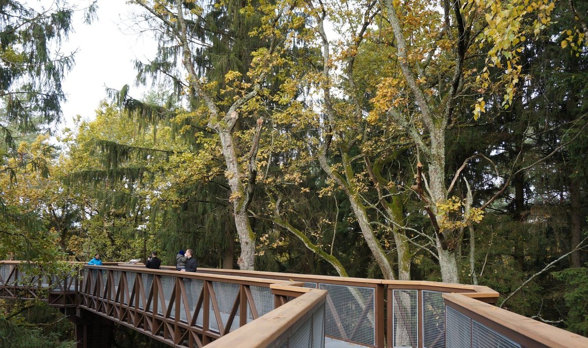 The treetop walkway in Anykščiai