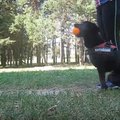 Triukais stebinančio šuns šeimininkė pataria, kaip dresuoti šunis