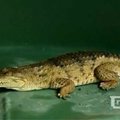 Australijoje potvynis išplovė į gatves krokodilus