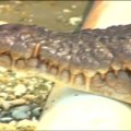 Golfo lauke vyrą užpuolė krokodilas
