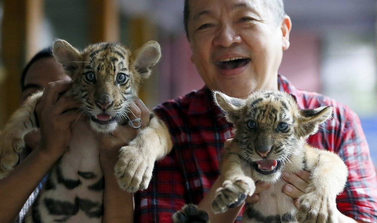 Bengalinių tigrų jaunikliai žavi Manilos zoologijos sodo lankytojus