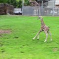 Detroito zoologijos sode – džiaugsmas dėl pasaulį išvydusio žirafos jauniklio