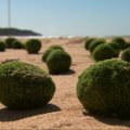 Sidnėjaus paplūdimyje į krantą išplauti keisti žali kamuoliukai