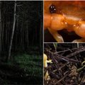 Japonijoje aptiktas iki šiol neregėto dydžio plėšrus gyvis: tūno giliai miškuose