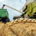 Estija 2020-aisiais nuėmė rekordinį grūdų derlių