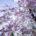 Pasigėrėkite: pasakiško grožio žiedais apsipylė Kretingos japoniško sodo augalai