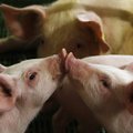 „Kitas kampas“: nutikimas fermoje arba išgelbėta kiaulė