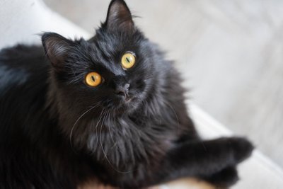 Juodas katinas, asociatyvi nuotr.