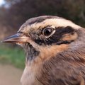 Kalėdinė dovana: Lietuvoje atrasta nauja paukščių rūšis