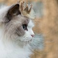 Karališko kraujo turinti katė stebina savo šeimininkus