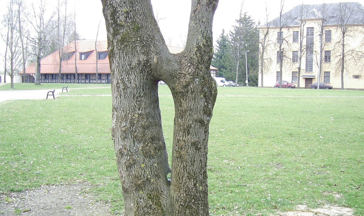 Suaugę medžiai