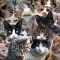 Už kačiuką gali būti geriau tik dar daugiau kačiukų: 10 išskirtinių „Instagram“ paskyrų, kurias privalo sekti tikrieji kačių gerbėjai