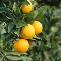 Egzotinius vaisius vedantys augalai. Apelsinmedis