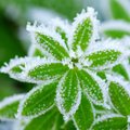 Besniegės žiemos: ar verta nerimauti dėl augalų