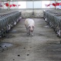 Plintant marui Lietuvoje rasta neregistruotų kiaulių
