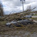 Vilniuje vėjo nuverstas medis sutraiškė užsieniečių išsinuomotą automobilį
