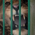 Dėl Simbos ir Kasparo mirčių - kaltinimai zoologijos sodo veterinarams