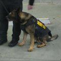 Policijos šunims JAV - neperšaunamos liemenės
