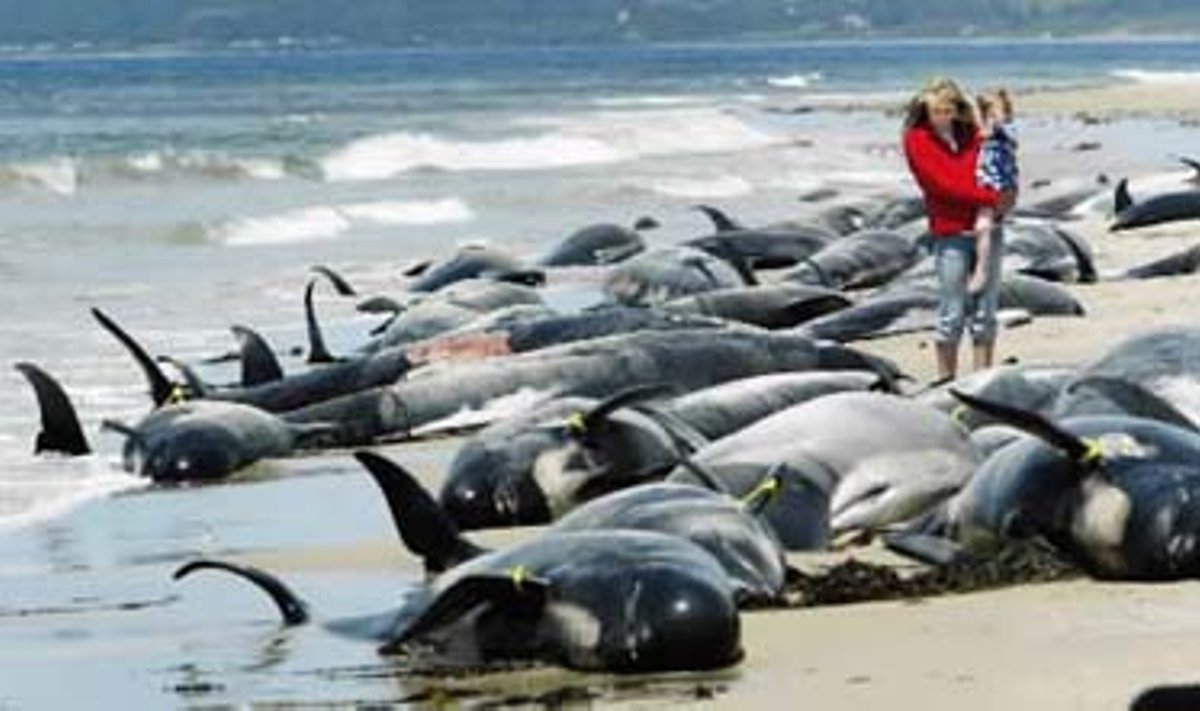 Daugiau kaip 100 banginių ir delfinų nugaišo per du tą pačią parą įvykusius incidentus, kai šie gyvūnai užplaukė ant seklumos atokiose Australijos salose. Pirmadienį gelbėtojai bandė padėti likusiems gyviems jūros žinduoliams.