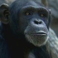 Meksiko Čapultepeko zoologijos sode prasidėjo šimpanzių meilės metas