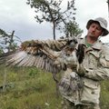Ornitologai specialiu siųstuvu pažymėjo Lietuvoje retą paukštį – žuvininką: seka jo kelionę