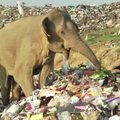 Nufilmuota, kaip alkani drambliai ieško maisto Šri Lankos sąvartyne