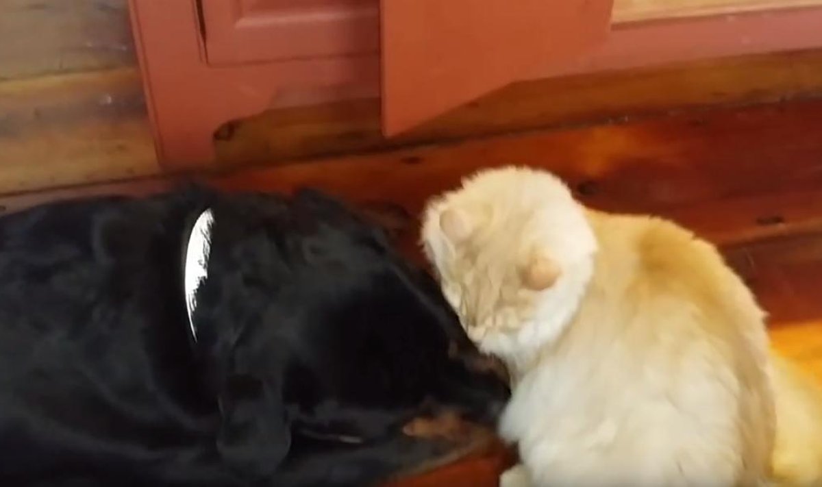 Šuns ir katės draugystė