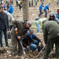 Oak grow „Izraelita“ planted to commemorate Israeli-Lithuanian friendship