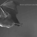 Mažučiai šikšnosparnių raumenys atvertė naują aerodinamikos puslapį