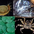 Okeanologų komanda atrado net 1,5 mln. naujų vandenyno gyvūnijos rūšių