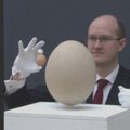 Aukcione Londone bus parduodamas didžiausias pasaulyje kiaušinis