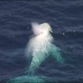 Prie Australijos krantų pastebėtas baltas kuprotasis banginis