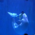 Kinijoje – įspūdingas dviejų delfinų pasirodymas