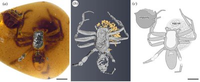 Mokslininkai analizavo keturis gintaro gabalus ir aptiko seniausius žinomus vorų motiniško elgesio įrodymus. Xiangbo Guo iliustr.