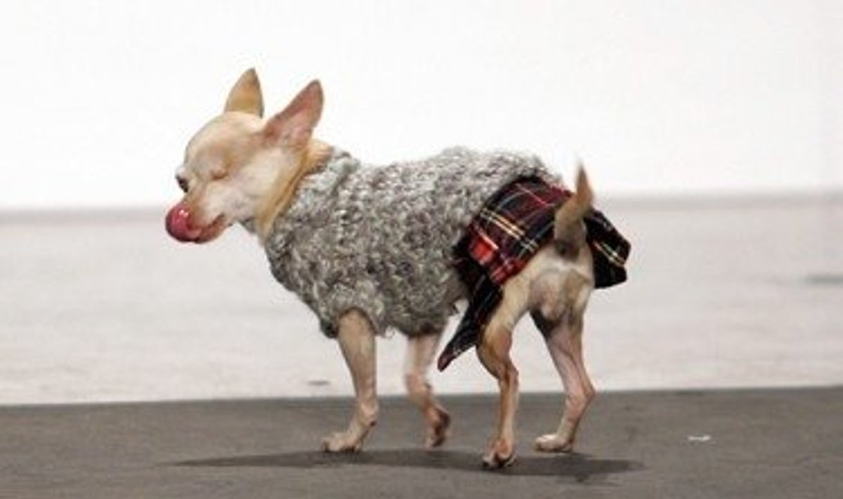 Niujorke vykstančiame madų šou “Apsirengęs kiltu” (škotišku sijonėliu) dalyvauja netgi mažas šunelis. 