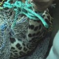 Indai tankiai apgyvendintoje vietovėje sugavo leopardą