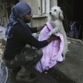Badas Sirijoje: leista valgyti kates ir šunis