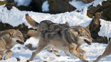 Keičiama vilkų medžioklės tvarka: kam iš tiesų tai bus naudinga