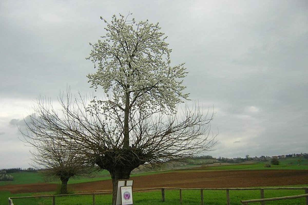 Una vera rarità in Italia attira i curiosi: questo strano albero è in realtà composto da due alberi