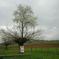 Tikra retenybė Italijoje traukia smalsuolius: šis keistas medis iš tikrųjų yra du medžiai