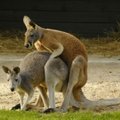 Ištvermingosios kengūros - poravimasis trunka beveik valandą