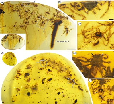 Mokslininkai analizavo keturis gintaro gabalus ir aptiko seniausius žinomus vorų motiniško elgesio įrodymus. Xiangbo Guo iliustr.