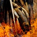 Žinutė brakonieriams: Gabone sudeginta tūkstančiai kilogramų dramblio kaulo
