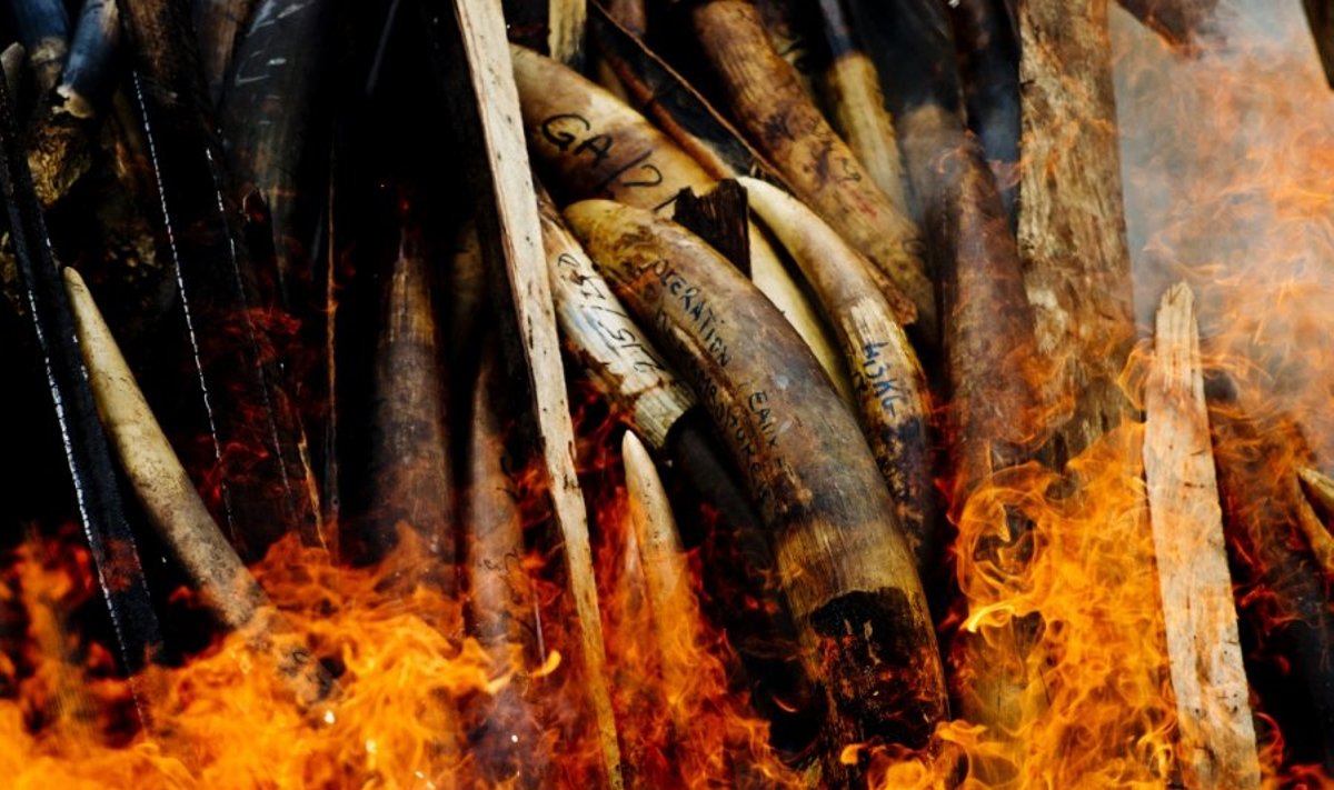 Gabone sudeginta tūkstančiai kilogramų dramblio kaulo