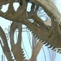 Australijos mokslininkai džiaugiasi rastomis trijų dinozaurų liekanomis