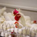 Į Lietuvą įsiveržus paukščių gripui, ūkiams – pavojaus signalas: gali būti stabdoma dalis eksporto